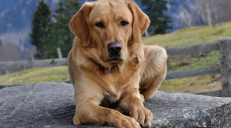 Aspectos Clave para Tener un Perro Feliz y Saludable en Cualquier Momento