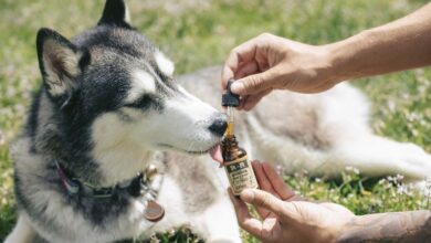 Beneficios del CBD para Mascotas: Guía Completa para Gatos y Perros