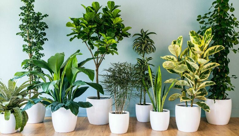 Guía Definitiva para el Cultivo y Cuidado de Plantas de Interior en 2026