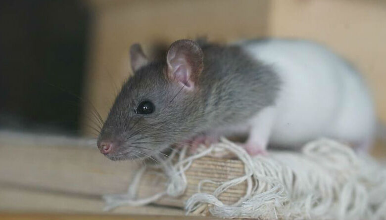 Beneficios de Contratar una Empresa de Control de Plagas para Proteger tu Hogar y Negocio
