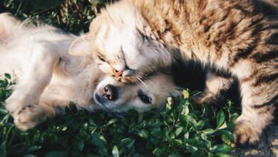 Nuestras Mascotas: Crea un Refugio Natural en Casa para Tu Bienestar y el de Ellos