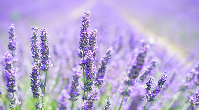 Las 4 Flores Esenciales para el Cuidado de la Piel: Beneficios y Usos Duraderos