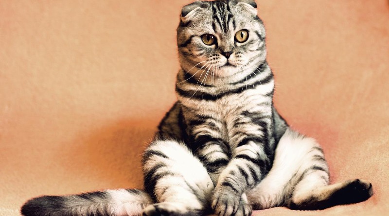 Parásitos Comunes en Gatos: Cómo Identificarlos y Prevención Efectiva