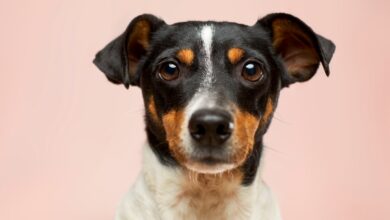 Amanova: Alimentos Naturales Gourmet para Perros que Elevan su Dieta al Siguiente Nivel