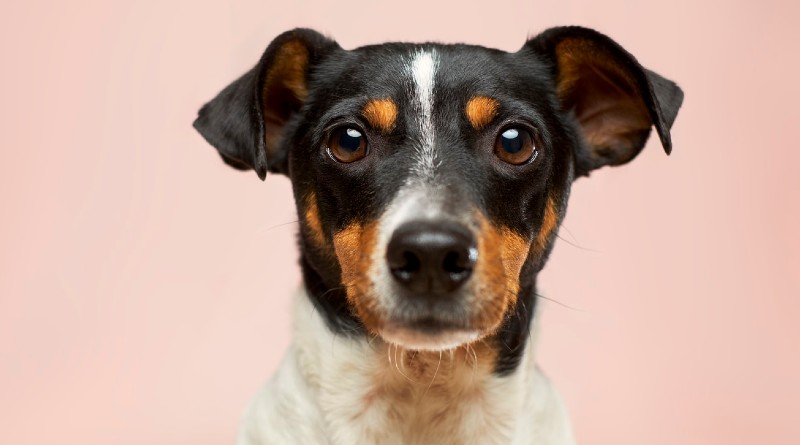 Amanova: Alimentos Naturales Gourmet para Perros que Elevan su Dieta al Siguiente Nivel