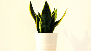 Plantas Esenciales para Purificar el Aire de Tu Hogar y Mejorar tu Bienestar