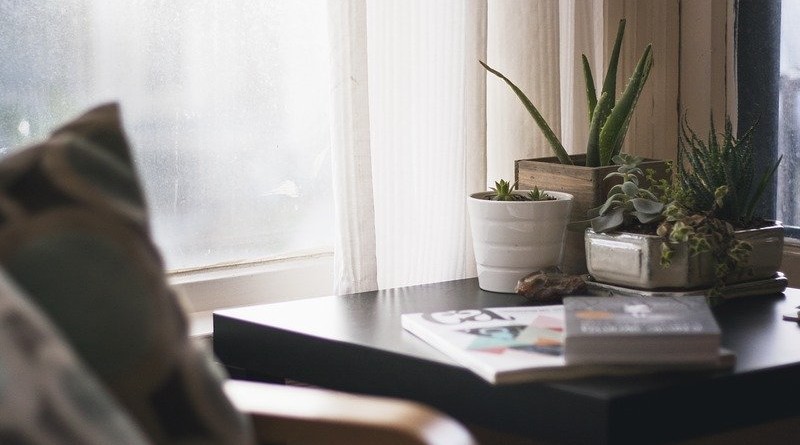 10 Plantas Efectivas que Reducen Radiación y Fuerza Electromagnética en el Hogar