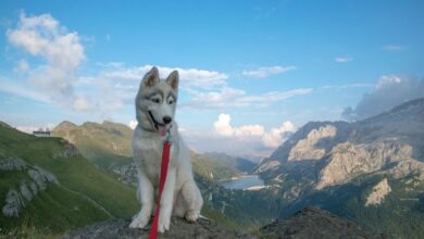 Precio de Cachorros de Husky Siberiano con Pedigree: Guía 2026 para Comprar con Éxito