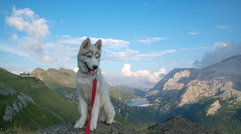 Precio de Cachorros de Husky Siberiano con Pedigree: Guía 2026 para Comprar con Éxito