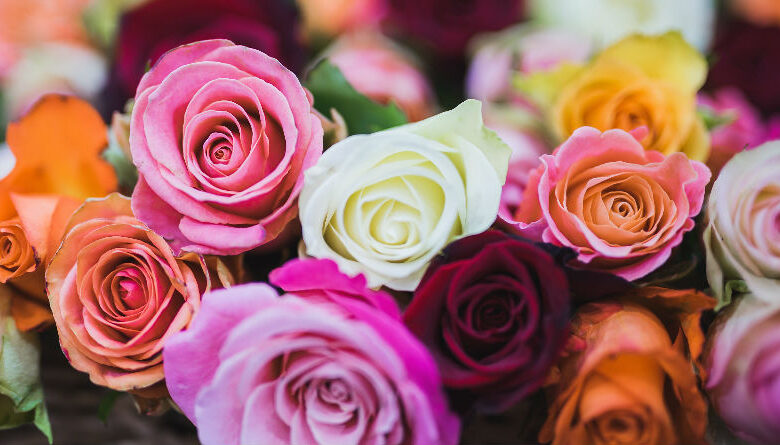 Guía completa sobre las rosas: características, significados, orígenes y cuidados esenciales para mantenerlas en 2026 y siempre.