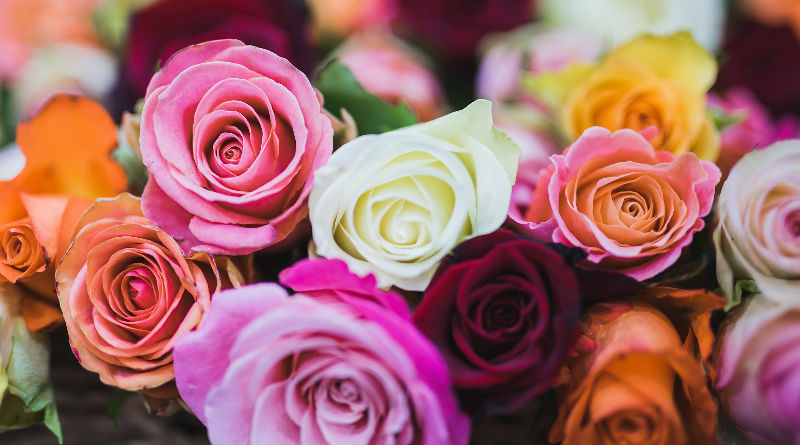 Guía completa sobre las rosas: características, significados, orígenes y cuidados esenciales para mantenerlas en 2026 y siempre.