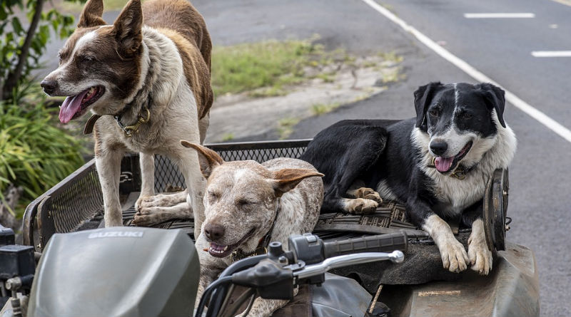 Guía Completa para el Transporte Seguro de Mascotas: Consejos y Recomendaciones Esenciales