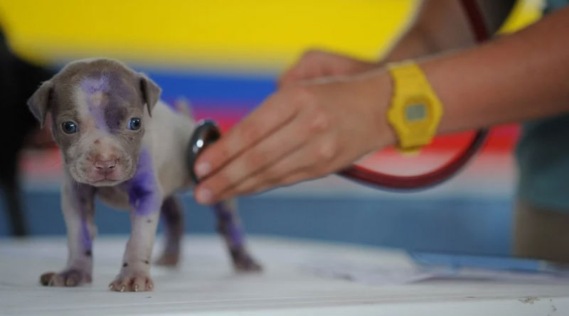 Servicios Esenciales de un Hospital Veterinario para el Cuidado de Mascotas Servicios Esenciales de un Hospital Veterinario para el Cuidado de Mascotas