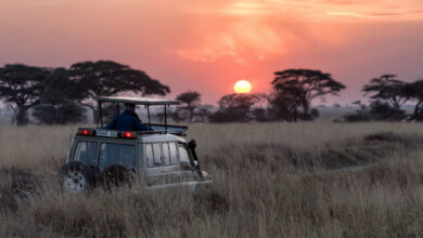 Safari en Tanzania y Kenia: Descubre la Aventura de Tu Vida en la Fauna Africana