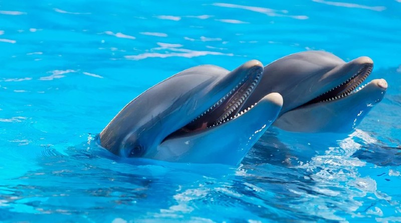 Aventura mágica con delfines: descubre la experiencia única de nadar con ellos
