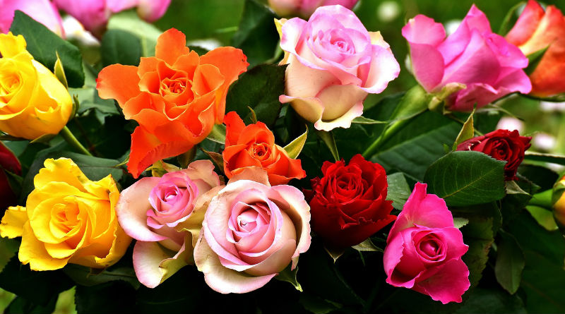 Significado de las rosas según su color: Descubre su simbolismo y significado eterno
