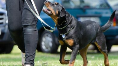 Guía completa de métodos eficaces para adiestrar a tu mascota y mejorar su comportamiento Guía completa de métodos eficaces para adiestrar a tu mascota y mejorar su comportamiento