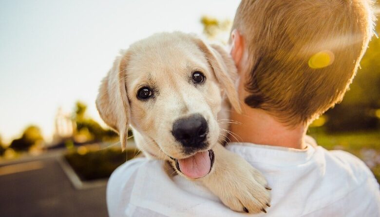 Antiparasitarios Efectivos para Mascotas: Guía Definitiva para un Cuidado Saludable en 2026