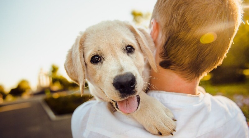 Antiparasitarios Efectivos para Mascotas: Guía Definitiva para un Cuidado Saludable en 2026 Antiparasitarios Efectivos para Mascotas: Guía Definitiva para un Cuidado Saludable en 2026