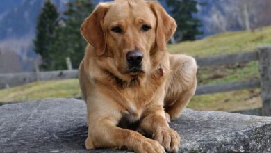Aspectos Clave para Tener un Perro Feliz y Saludable en Cualquier Momento