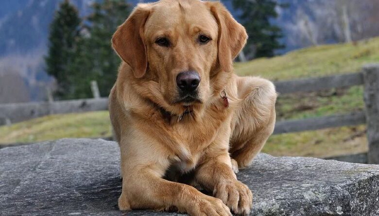 Aspectos Clave para Tener un Perro Feliz y Saludable en Cualquier Momento