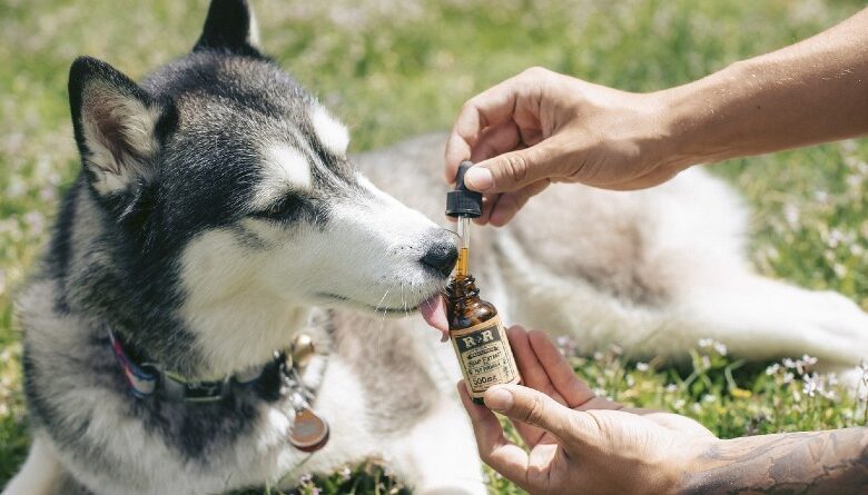 Beneficios del CBD para Mascotas: Guía Completa para Gatos y Perros