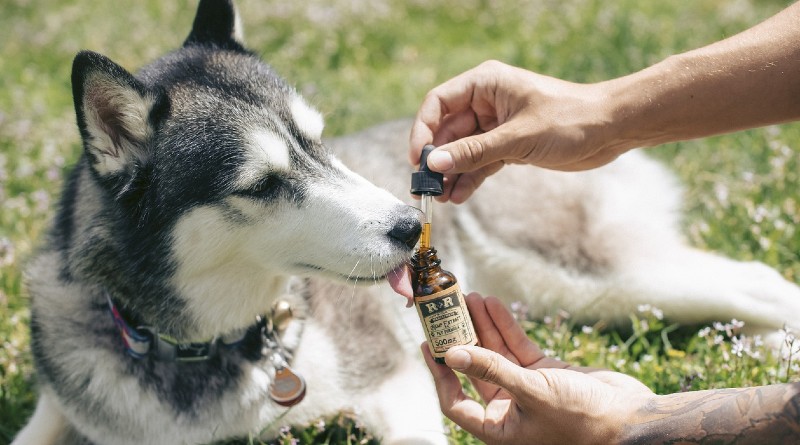 Beneficios del CBD para Mascotas: Guía Completa para Gatos y Perros