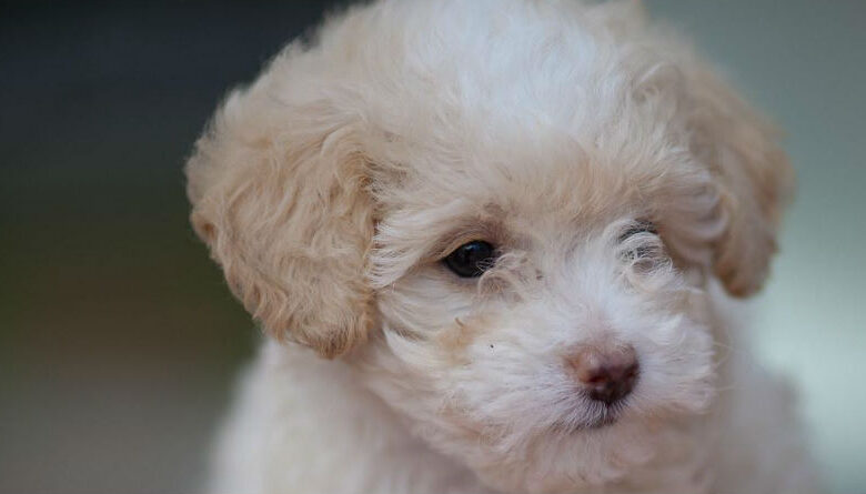 Caniche Toy: La Raza Ideal para Familias en Búsqueda de una Mascota Perfecta