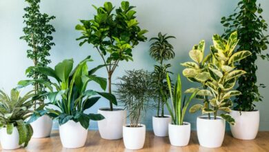 Guía Definitiva para el Cultivo y Cuidado de Plantas de Interior en 2026