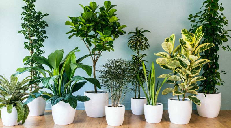 Guía Definitiva para el Cultivo y Cuidado de Plantas de Interior en 2026