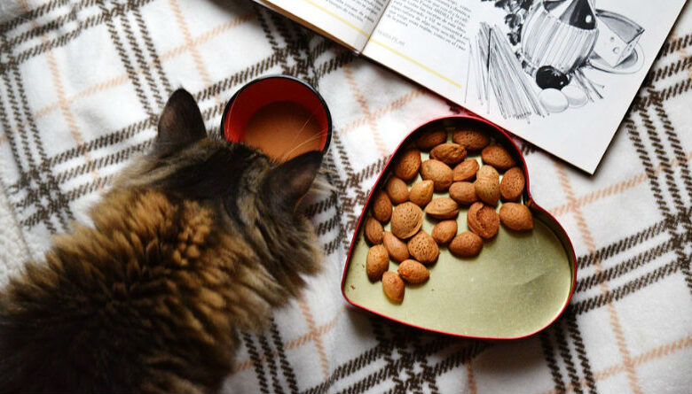 Cómo asegurar una alimentación saludable para tu mascota y mejorar su calidad de vida