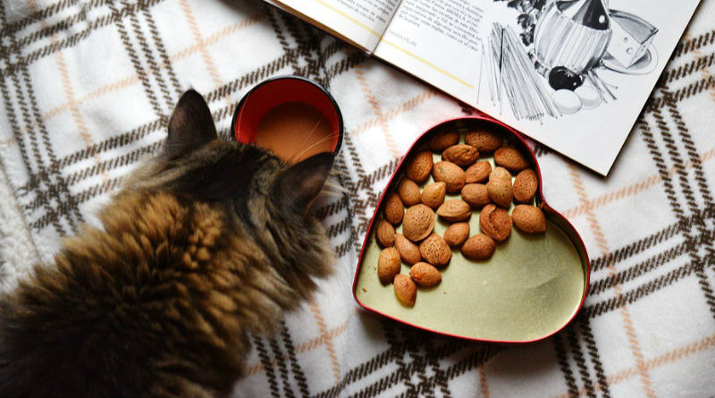 Cómo asegurar una alimentación saludable para tu mascota y mejorar su calidad de vida Cómo asegurar una alimentación saludable para tu mascota y mejorar su calidad de vida