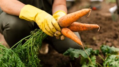 Guía definitiva para cultivar de manera ecológica y sostenible en casa Guía definitiva para cultivar de manera ecológica y sostenible en casa
