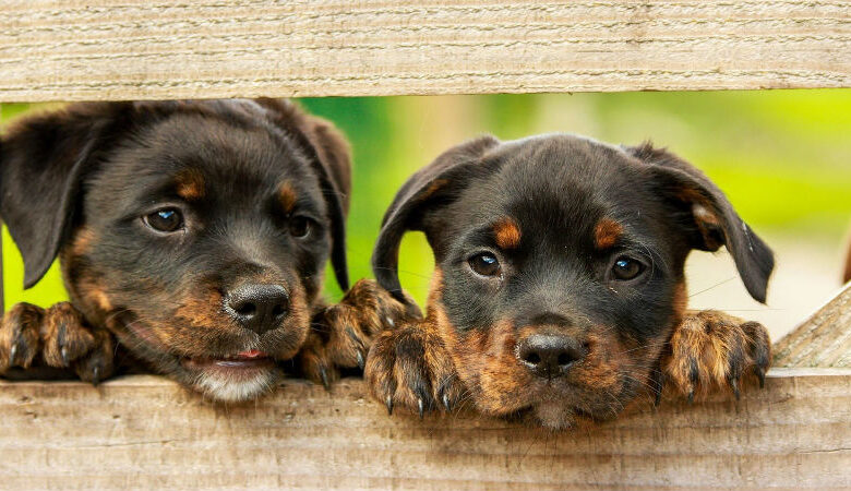 Diversión Infinita para tus Mascotas: Actividades y Juguetes que Encantarán a tus Amigos Peludos