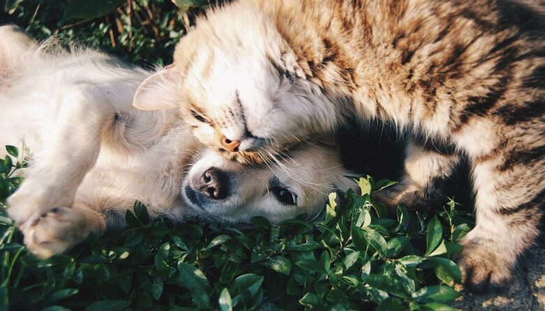 Nuestras Mascotas: Crea un Refugio Natural en Casa para Tu Bienestar y el de Ellos
