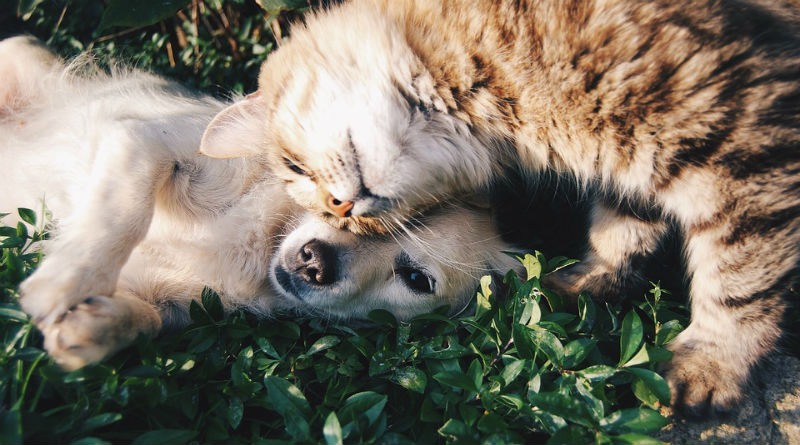 Nuestras Mascotas: Crea un Refugio Natural en Casa para Tu Bienestar y el de Ellos