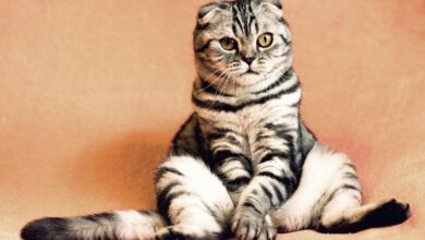 Parásitos Comunes en Gatos: Cómo Identificarlos y Prevención Efectiva Parásitos Comunes en Gatos: Cómo Identificarlos y Prevención Efectiva