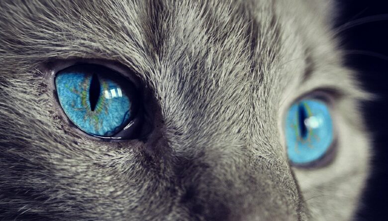 Gatos: Cómo estas adorables mascotas transforman tu vida diaria en alegría y compañía