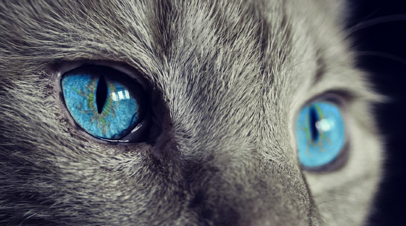 Gatos: Cómo estas adorables mascotas transforman tu vida diaria en alegría y compañía Gatos: Cómo estas adorables mascotas transforman tu vida diaria en alegría y compañía