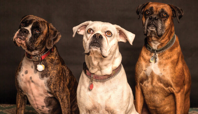Guía Completa para Adoptar un Perro: Todo lo que Debes Saber Antes de Tomar la Decisión
