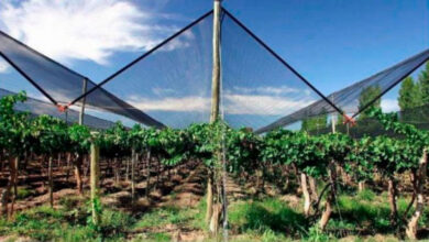 Mallas de Sombrero Efectivas para la Protección de Cultivos en Climas Variados Mallas de Sombrero Efectivas para la Protección de Cultivos en Climas Variados