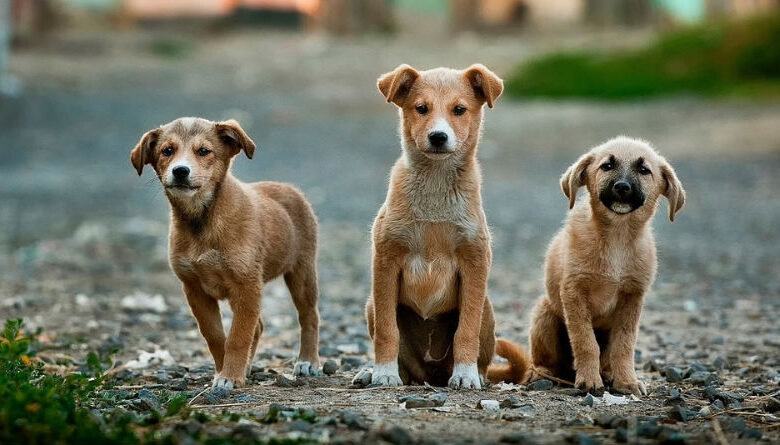 Guía Definitiva para Elegir un Nombre Original y Creativo para Tu Perro