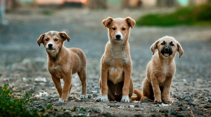 Guía Definitiva para Elegir un Nombre Original y Creativo para Tu Perro Guía Definitiva para Elegir un Nombre Original y Creativo para Tu Perro