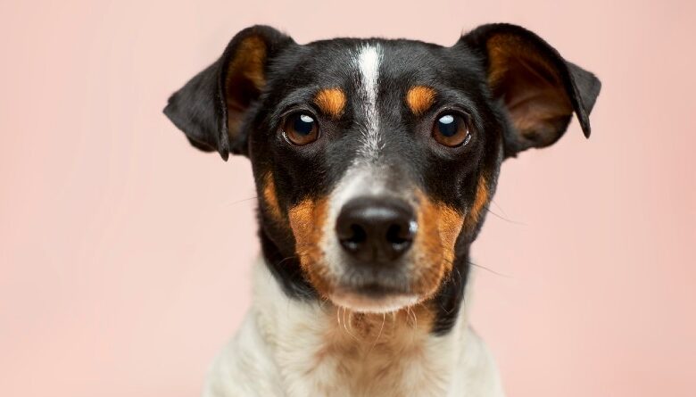 Amanova: Alimentos Naturales Gourmet para Perros que Elevan su Dieta al Siguiente Nivel