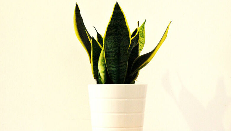 Plantas Esenciales para Purificar el Aire de Tu Hogar y Mejorar tu Bienestar