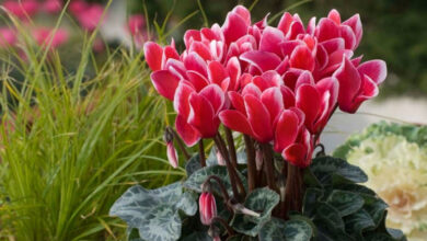 Plantas Ideales para Embellecer tu Jardín y Espacios Interiores