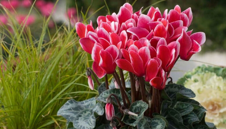 Plantas Ideales para Embellecer tu Jardín y Espacios Interiores