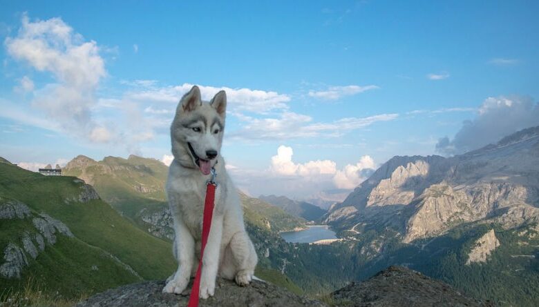 Precio de Cachorros de Husky Siberiano con Pedigree: Guía 2026 para Comprar con Éxito