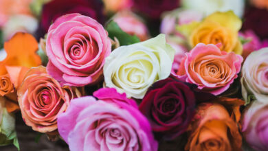 Guía completa sobre las rosas: características, significados, orígenes y cuidados esenciales para mantenerlas en 2026 y siempre.
