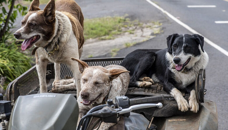 Guía Completa para el Transporte Seguro de Mascotas: Consejos y Recomendaciones Esenciales
